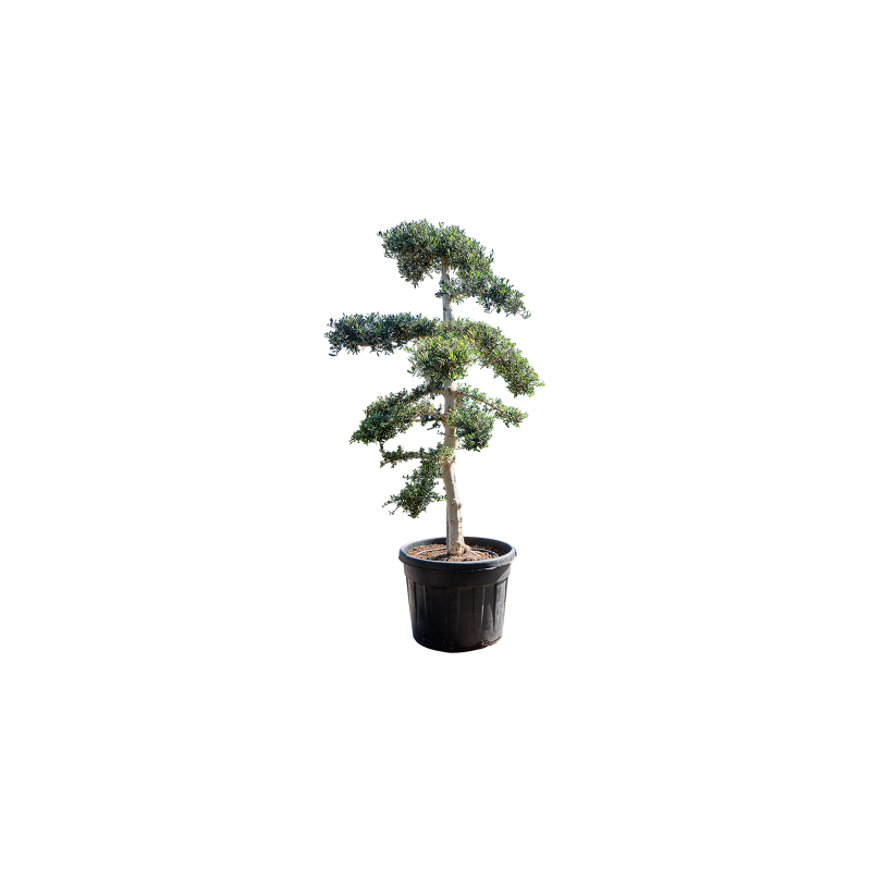 Olea Sylvestris - bonsai