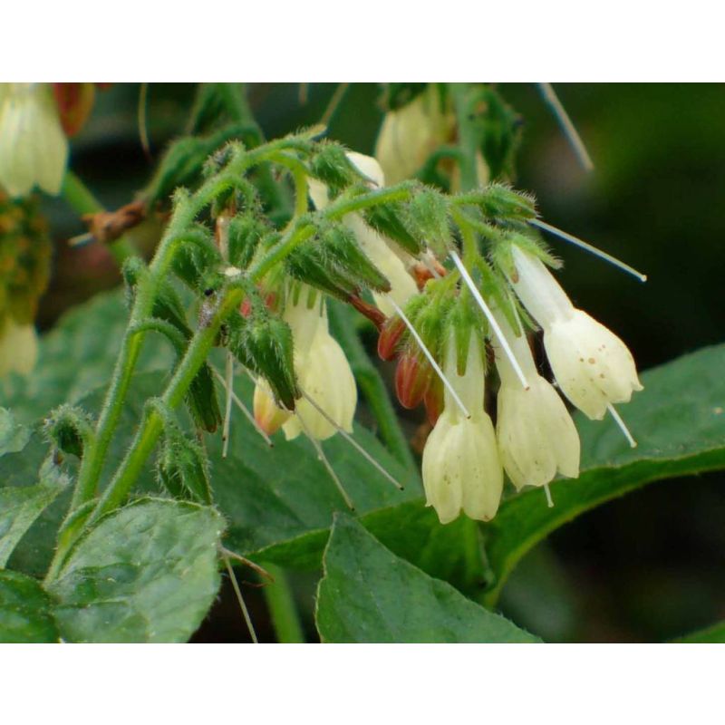 Symphytum grandiflorum
