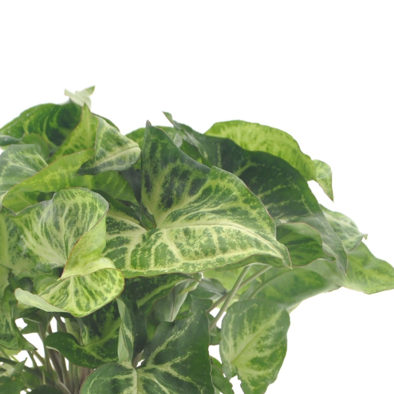 Syngonium Arrow