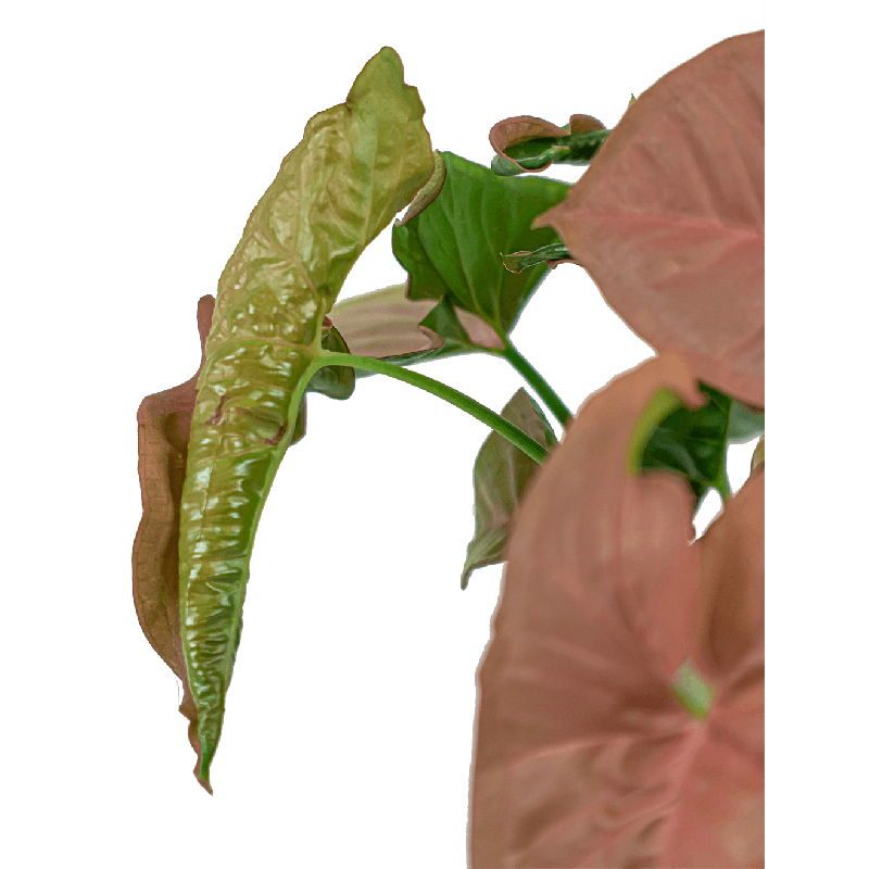 Syngonium 'Neon'