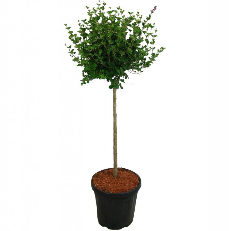 Syringa Palibin op stam