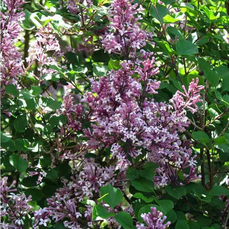 Syringa Palibin op stam