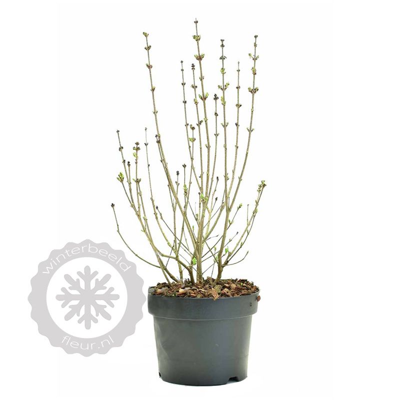 Syringa Superba