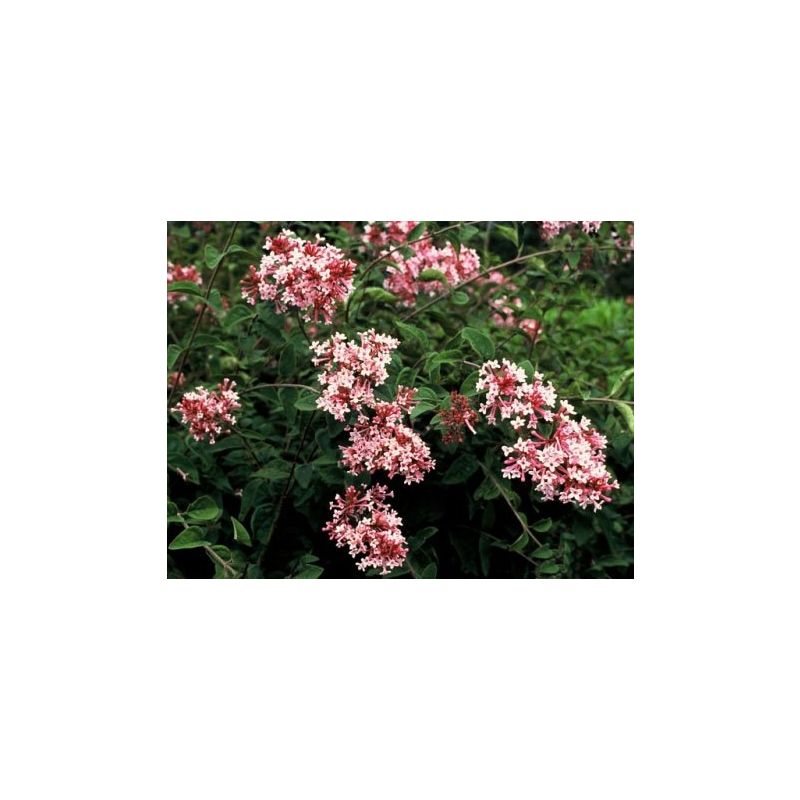 Syringa Superba