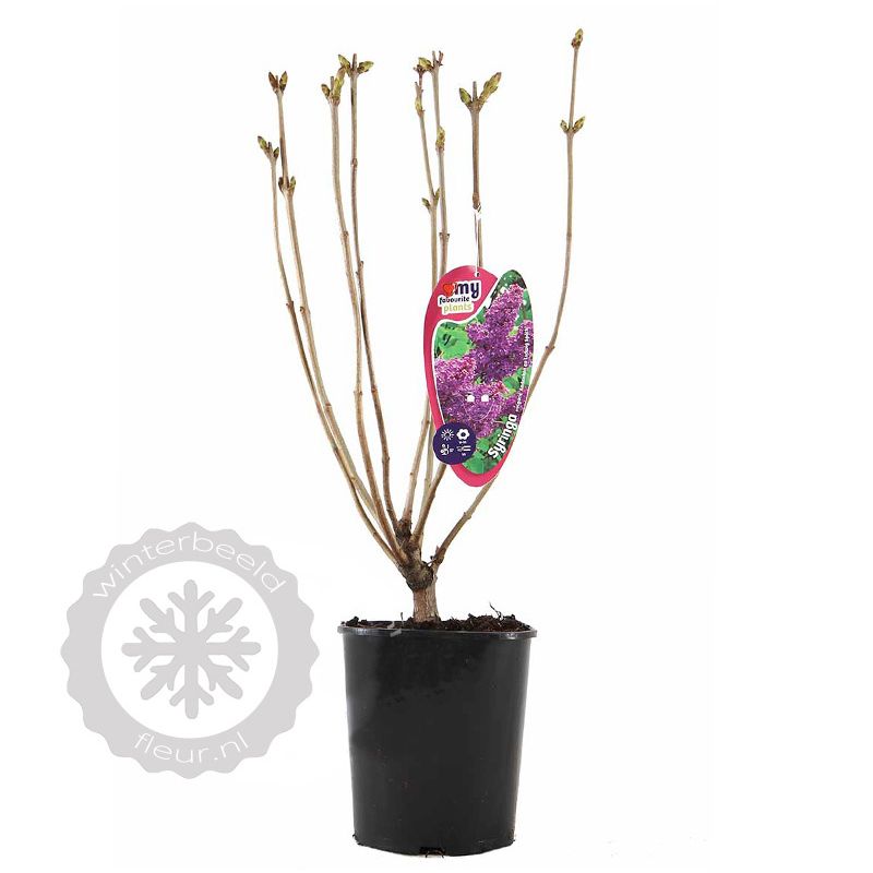 Syringa Andenken an Ludwig Spath