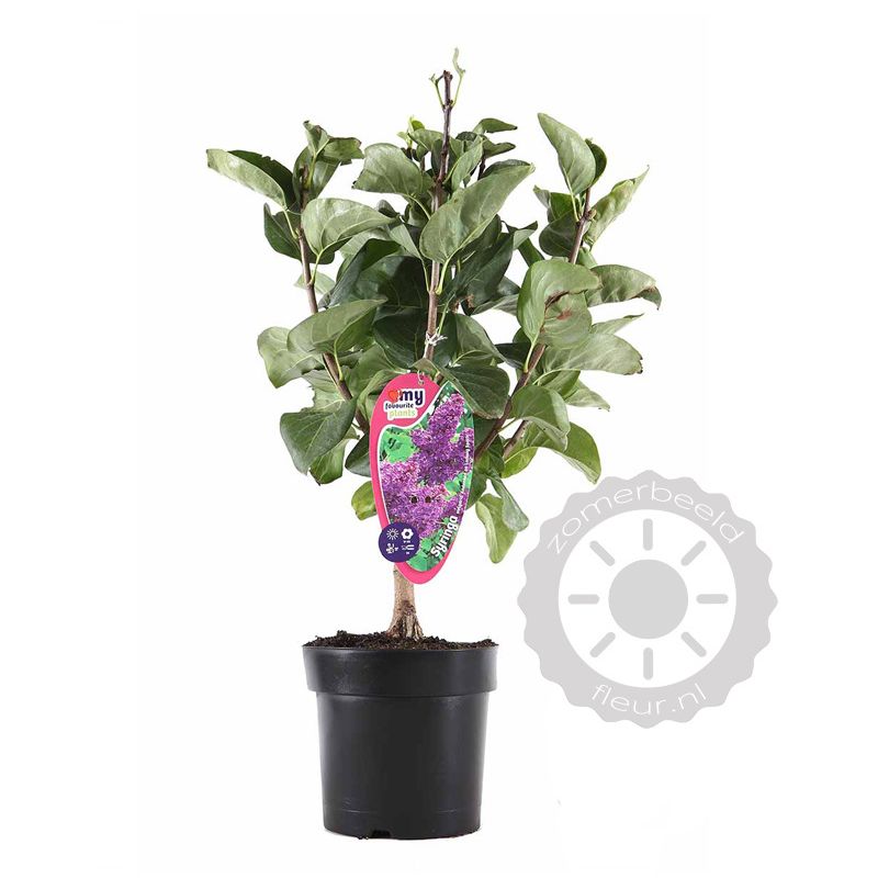 Syringa Andenken an Ludwig Spath