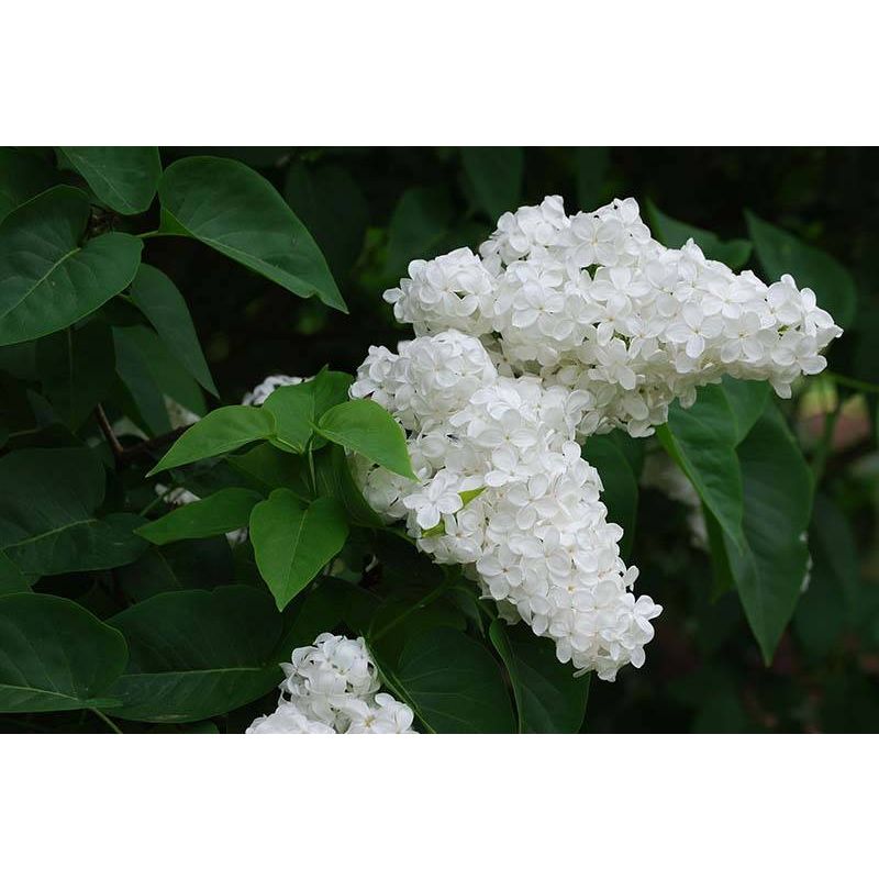 Syringa vulgaris 'Mme Lemoine' 