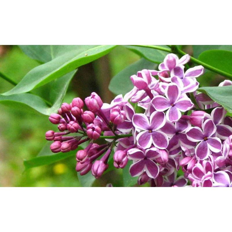 Syringa Sensation