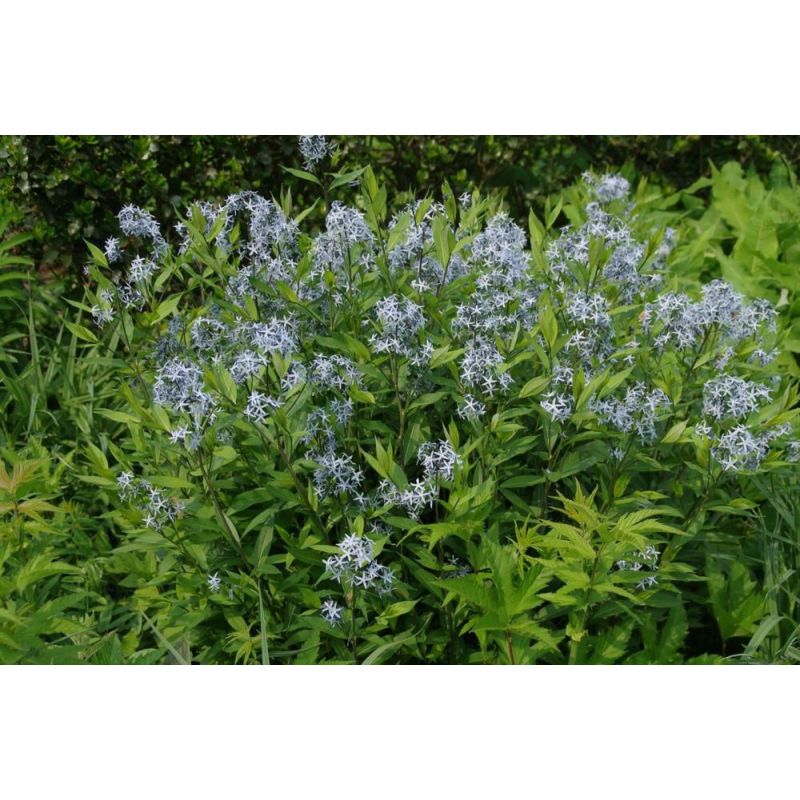 Amsonia tabernaemontana