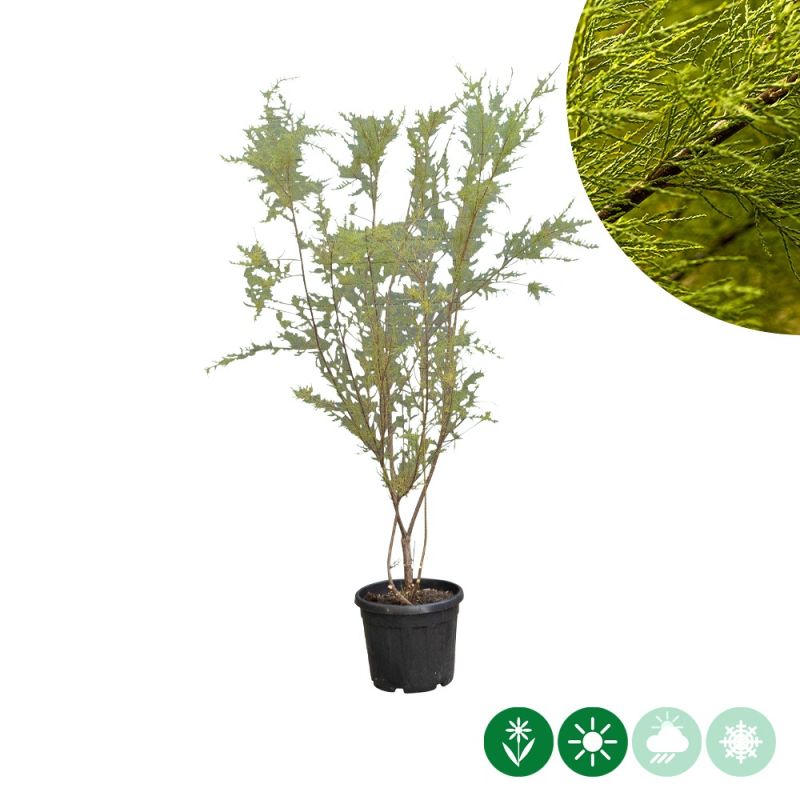 Tamarix tetrandra - meerstammig