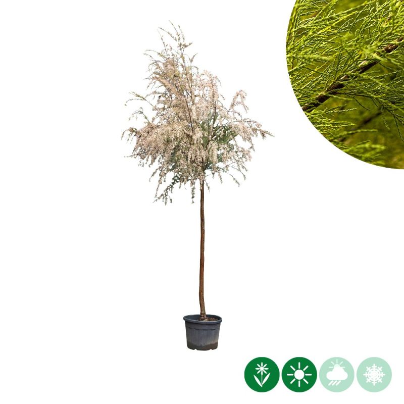 Tamarix tetrandra - volgroeid