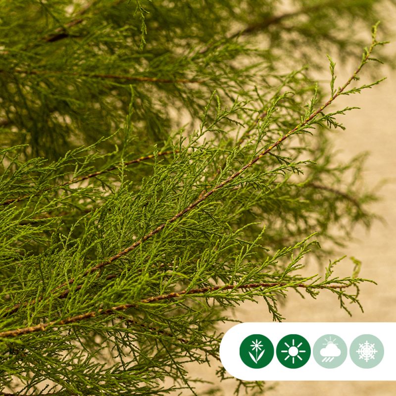Tamarix tetrandra - volgroeid