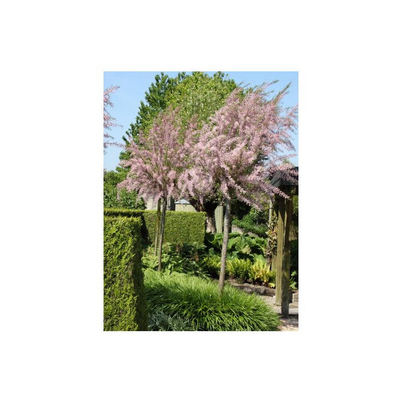Tamarix tetrandra - volgroeid