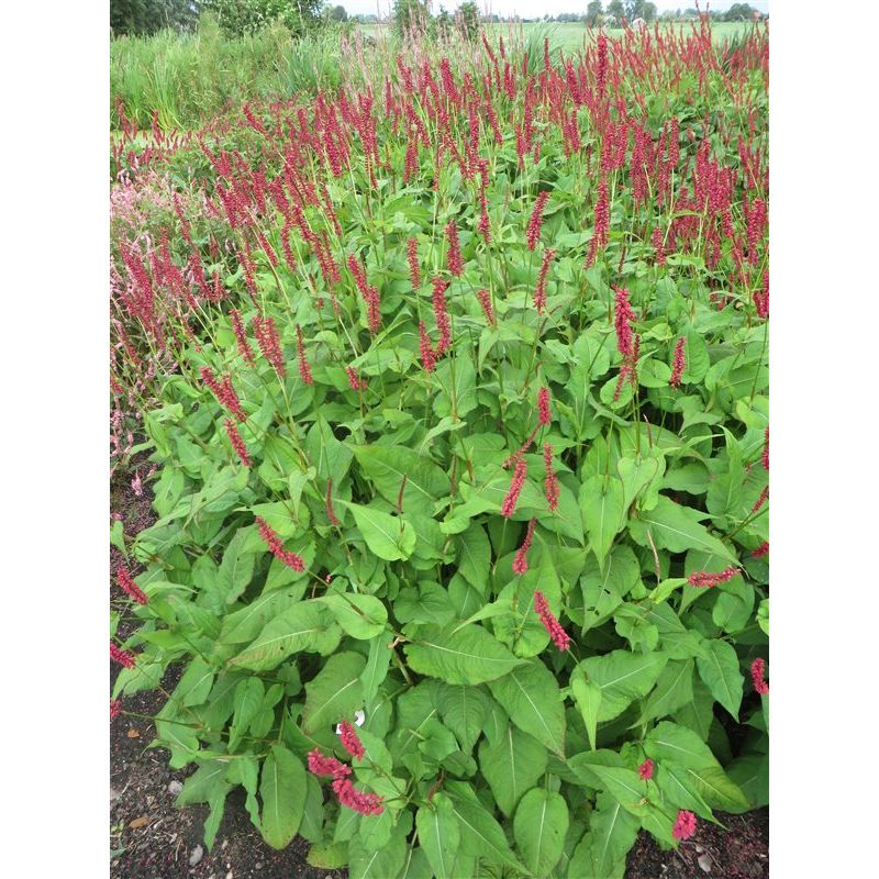 Persicaria amplex. 'Taurus'