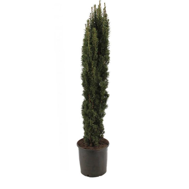 Taxus baccata 'Fastigiata Robusta'