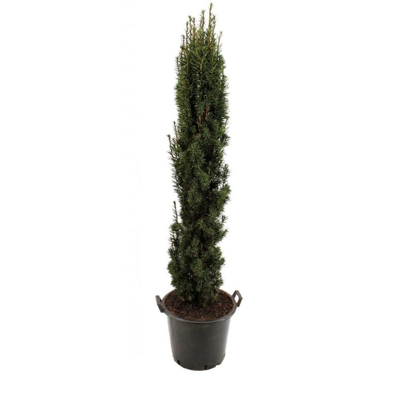 Taxus baccata 'Fastigiata Robusta'