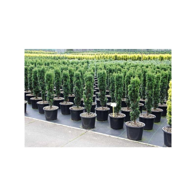 Taxus baccata 'Fastigiata Robusta'