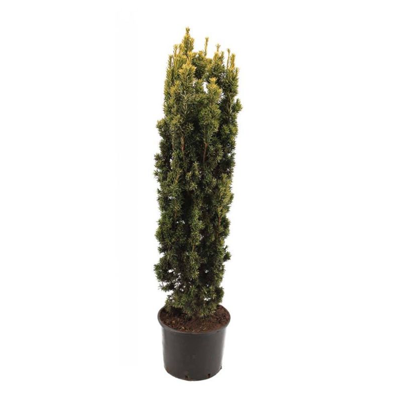 Taxus baccata 'Fastigiata Aurea'