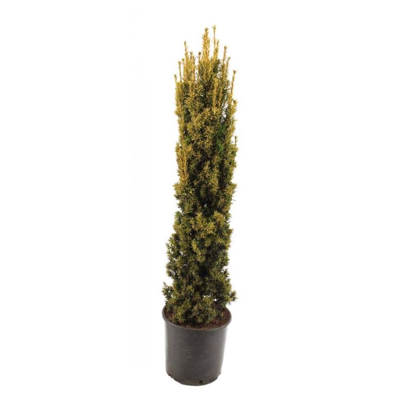 Taxus baccata 'Fastigiata Aurea'