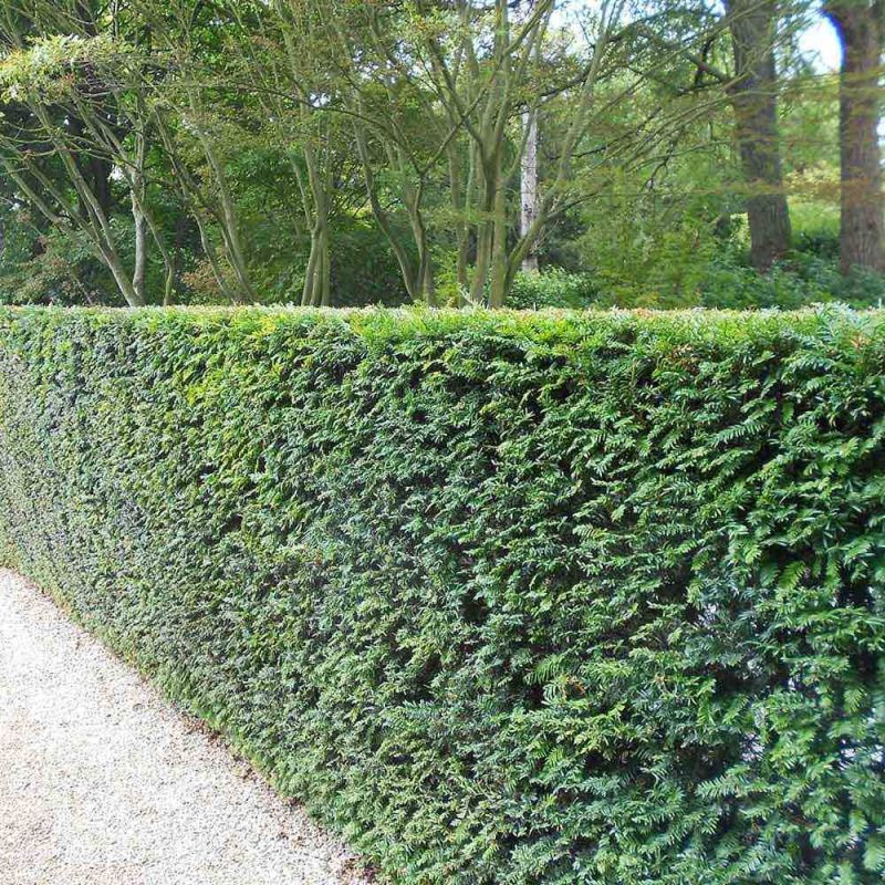 Taxus baccata - haag