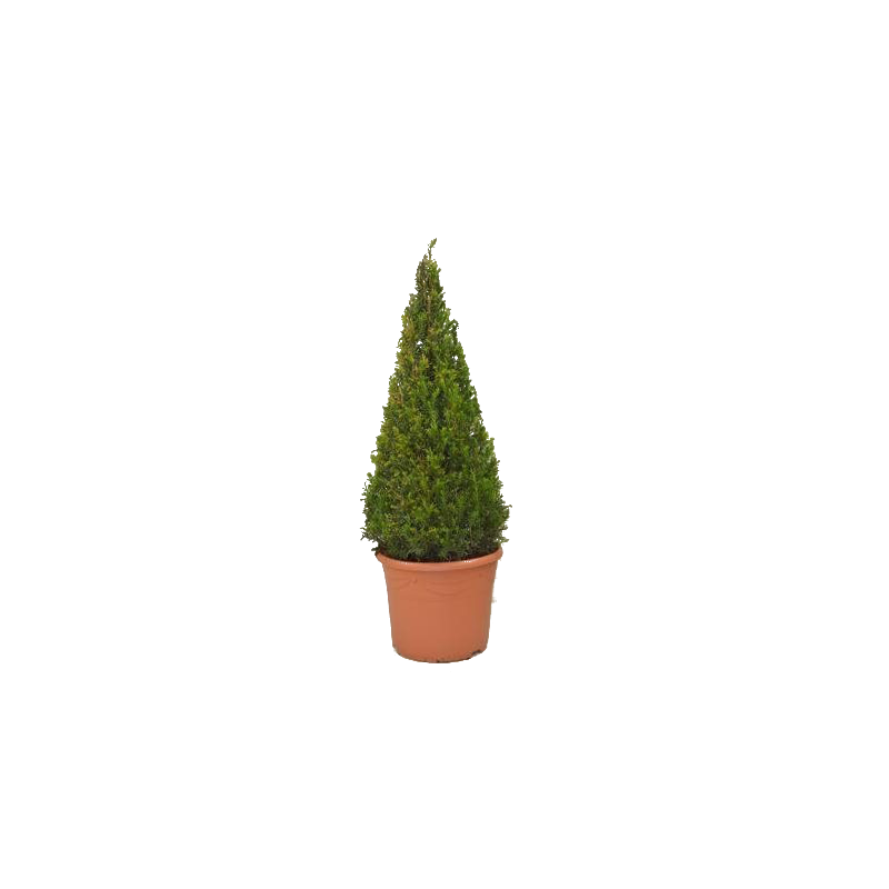 Taxus baccata piramide