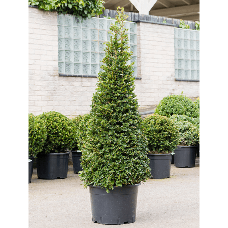 Taxus baccata piramide