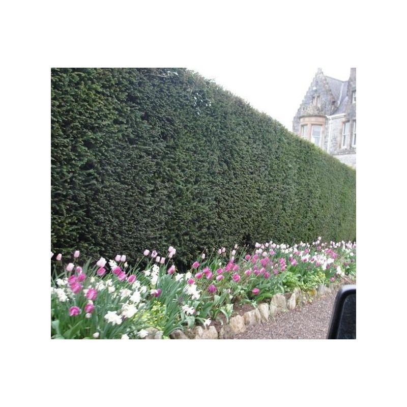 Taxus baccata - haag