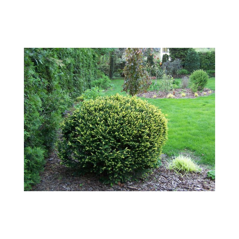 Taxus baccata bol