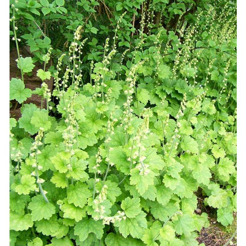 Tellima Rubra