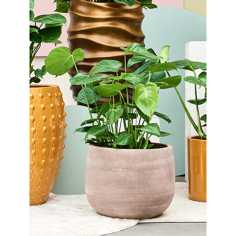 Terracotta Omar Choco