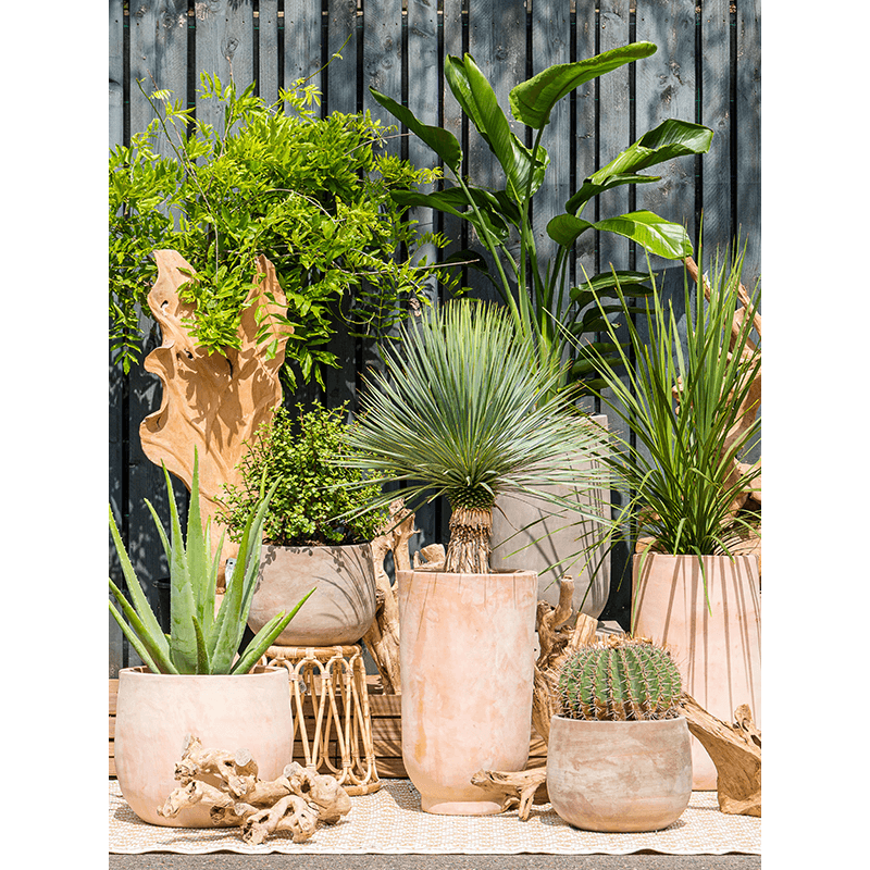 Terracotta Omar Choco