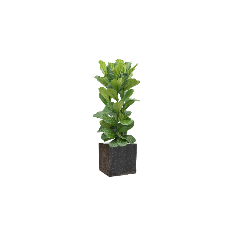 Terrazzo Cube Zwart