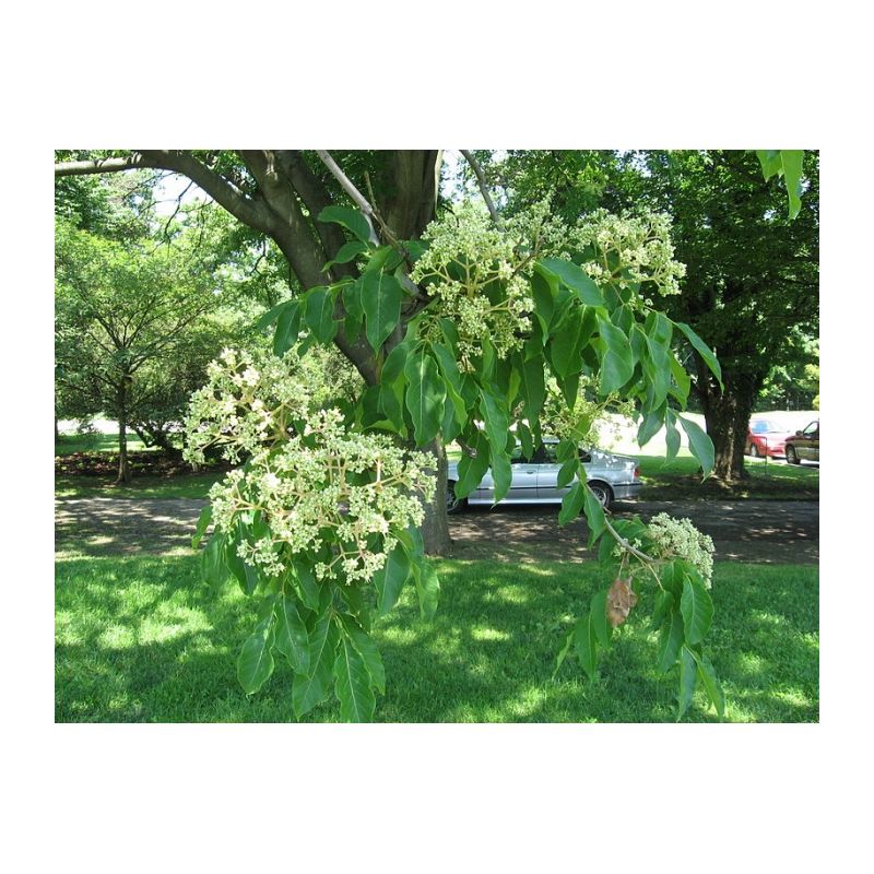 Tetradium daniellii - meerstammig