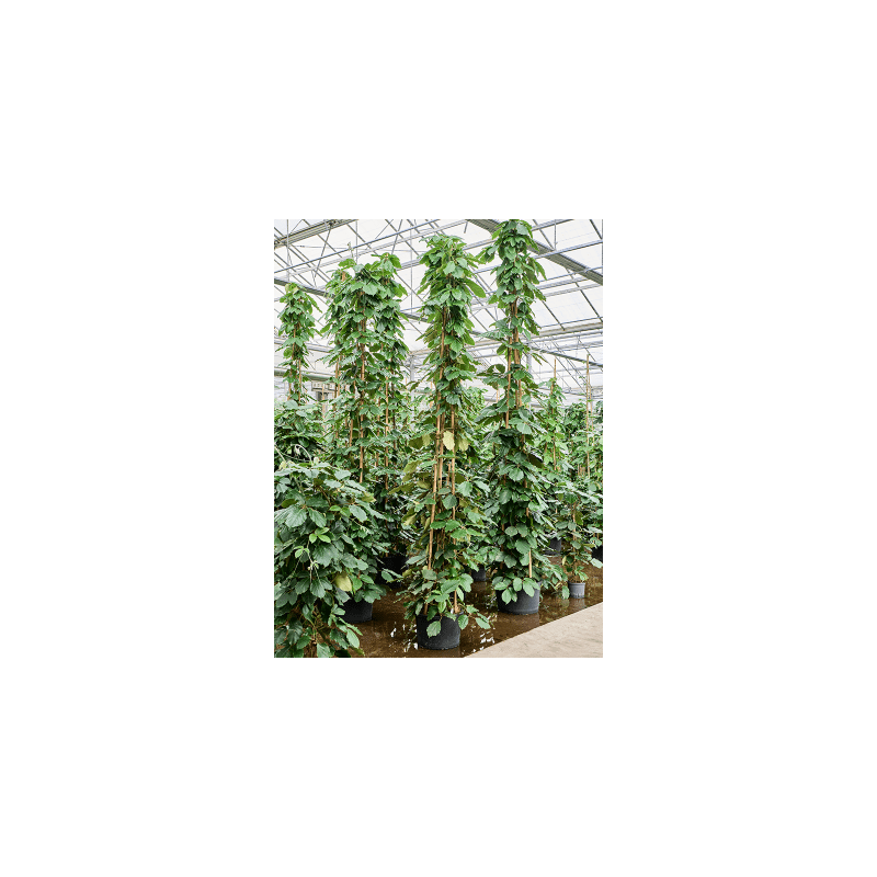 Tetrastigma Voinierianum piramide