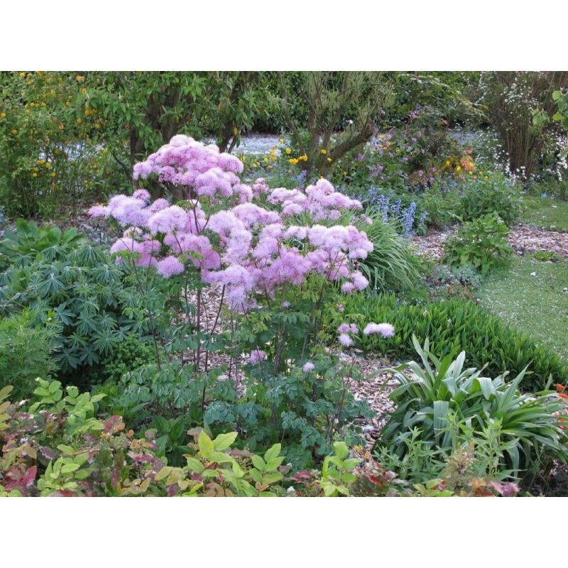 Thalictrum aquilegifolium 