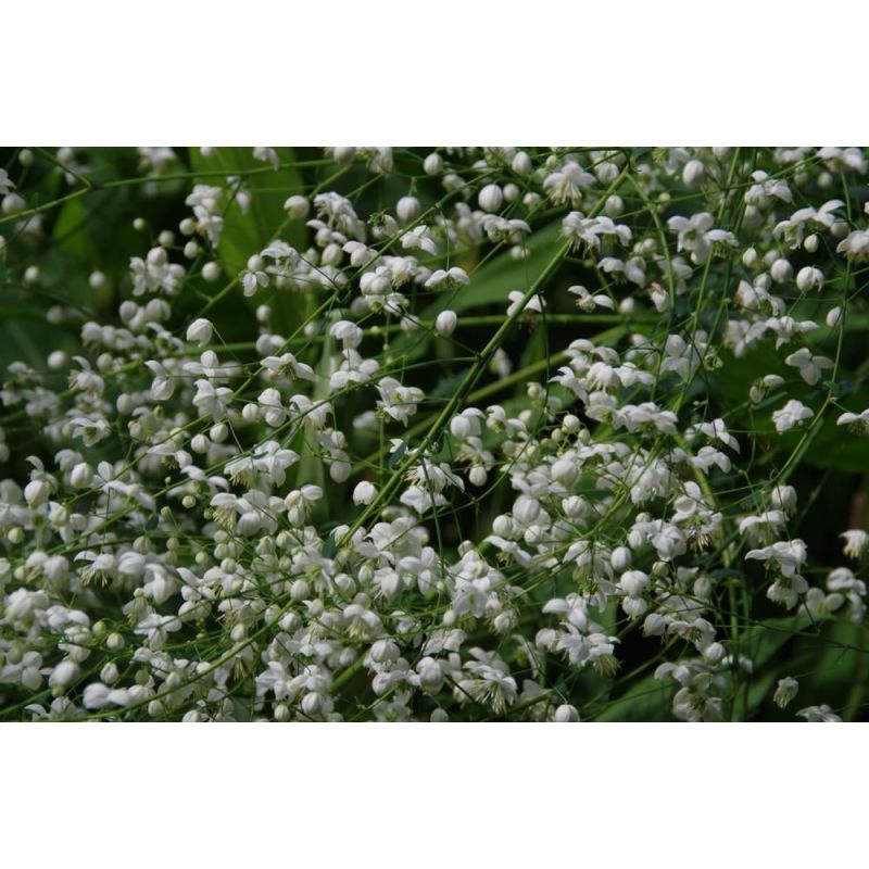 Thalictrum Album