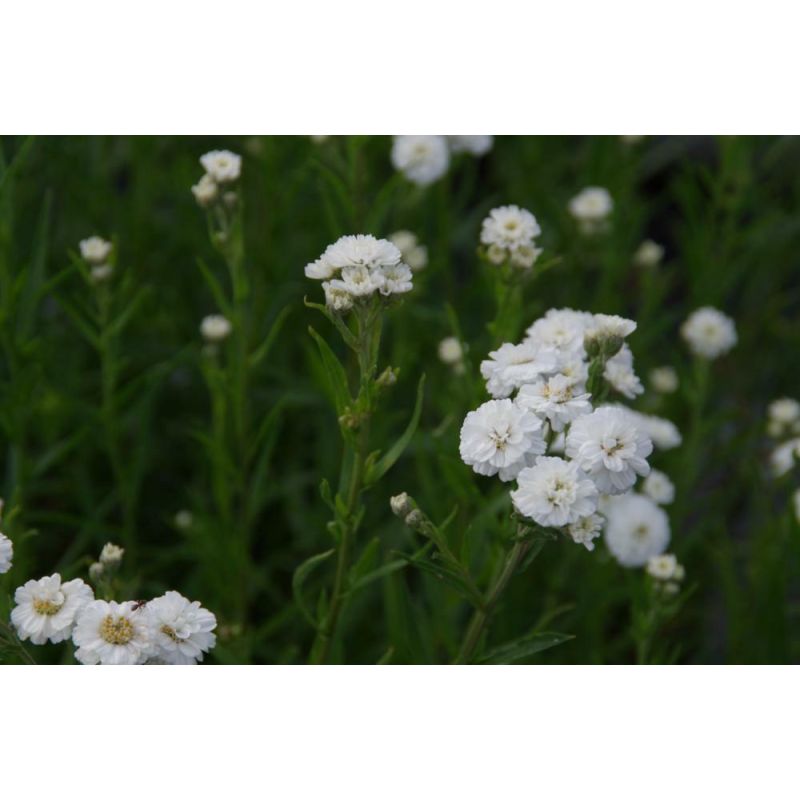 Achillea ptarmica 'The Pearl'