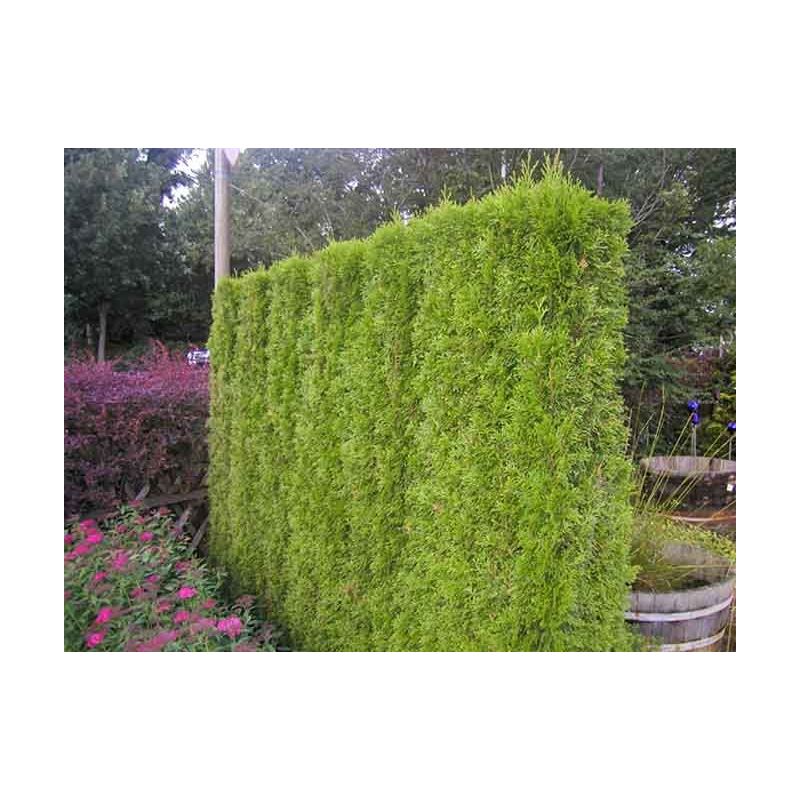 Thuja Smaragd - haag