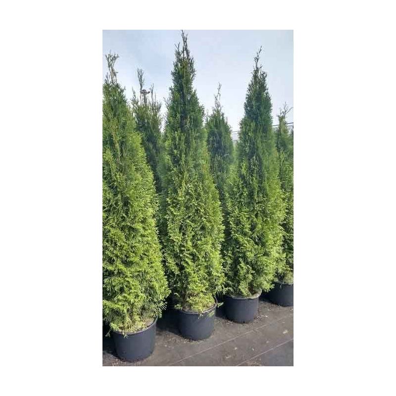 Thuja Smaragd - haag