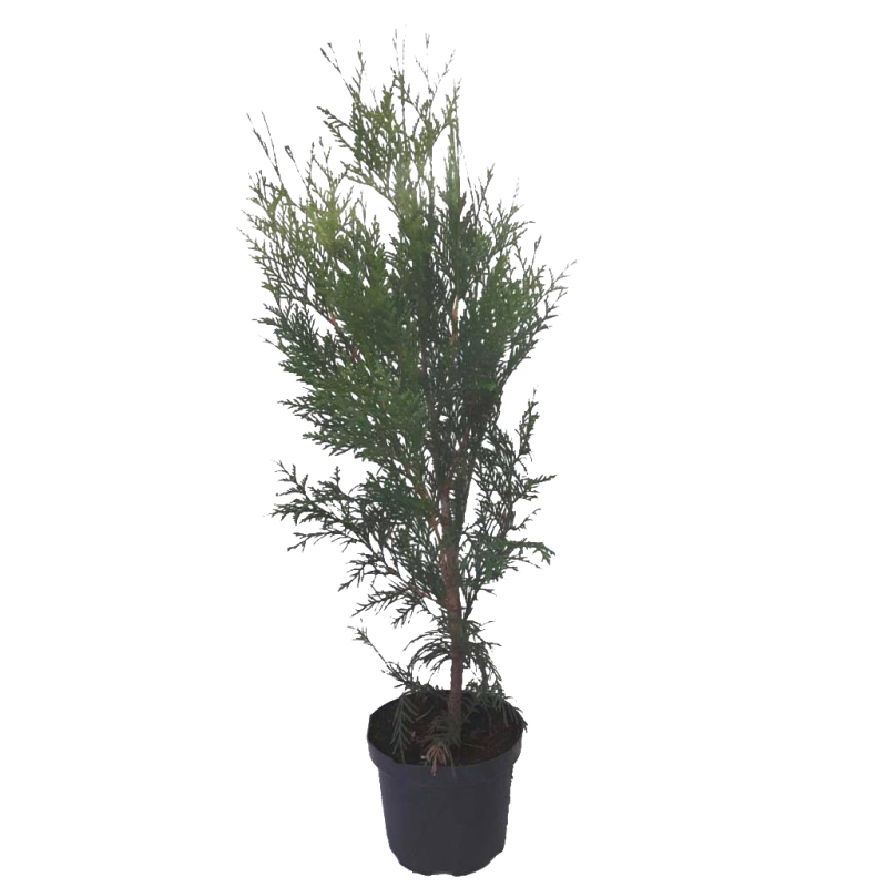 Thuja plicata 'Excelsa'