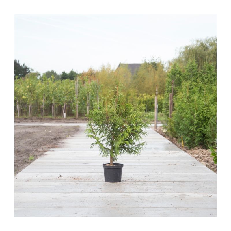 Thuja plicata 'Excelsa'