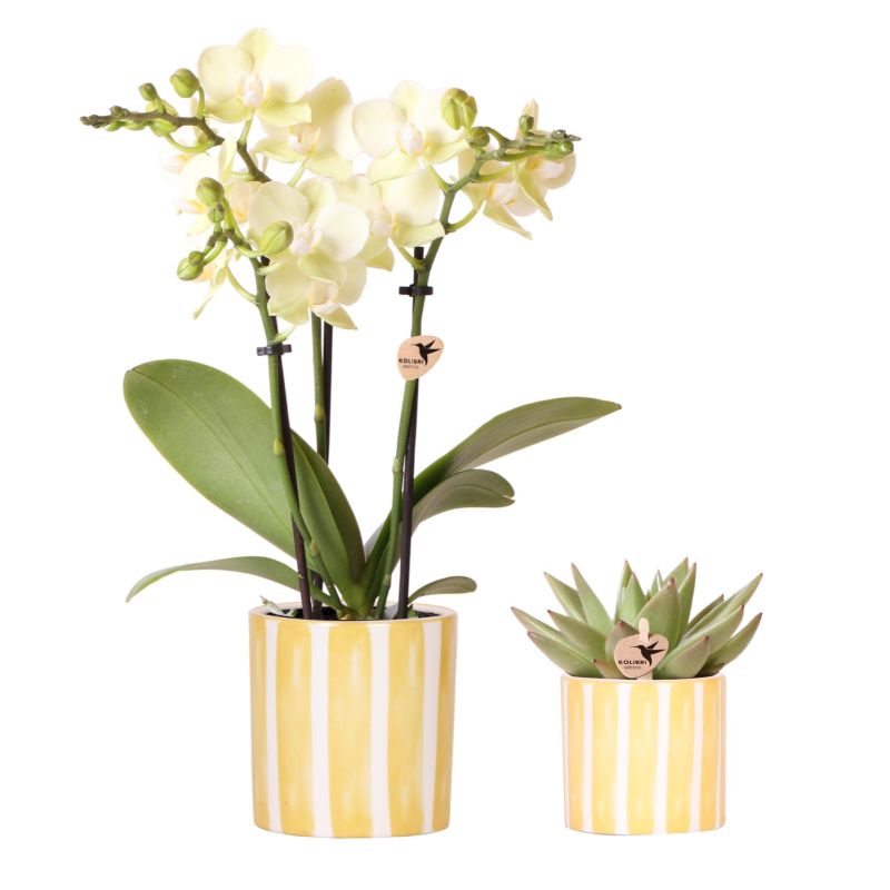 Planten duo in Painted Stripe geel