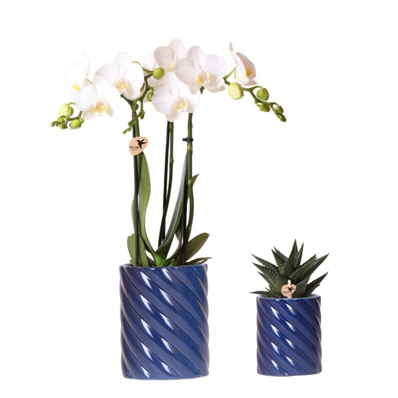 Planten duo in Spiral Clay blauw