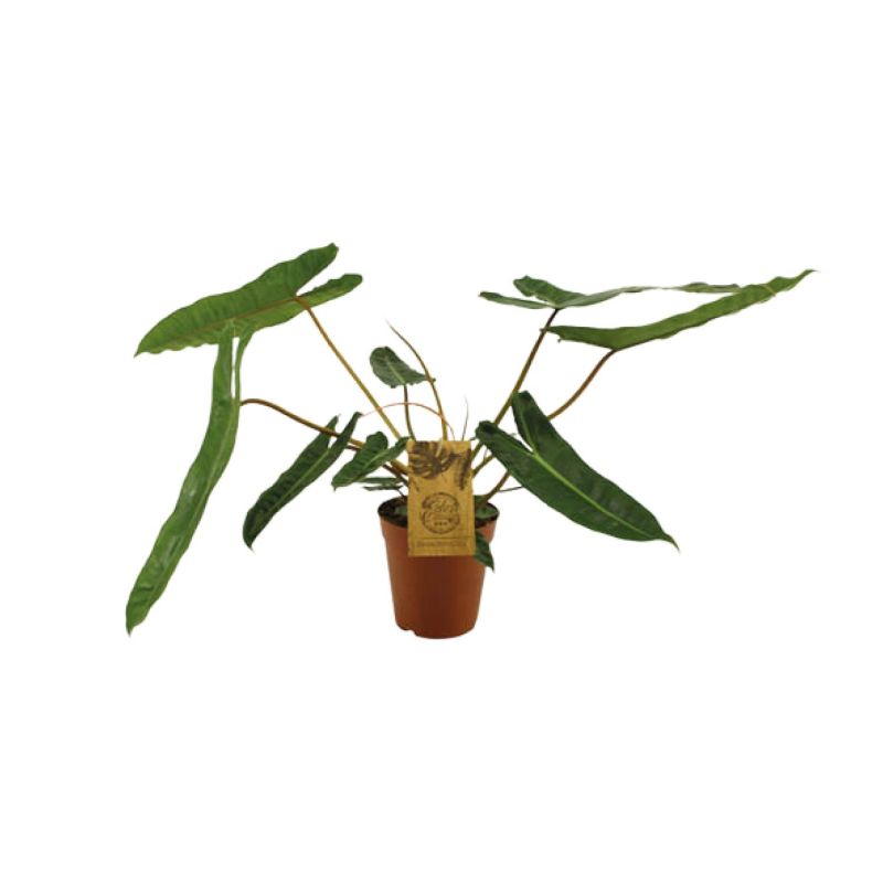 Philodendron Billetiae