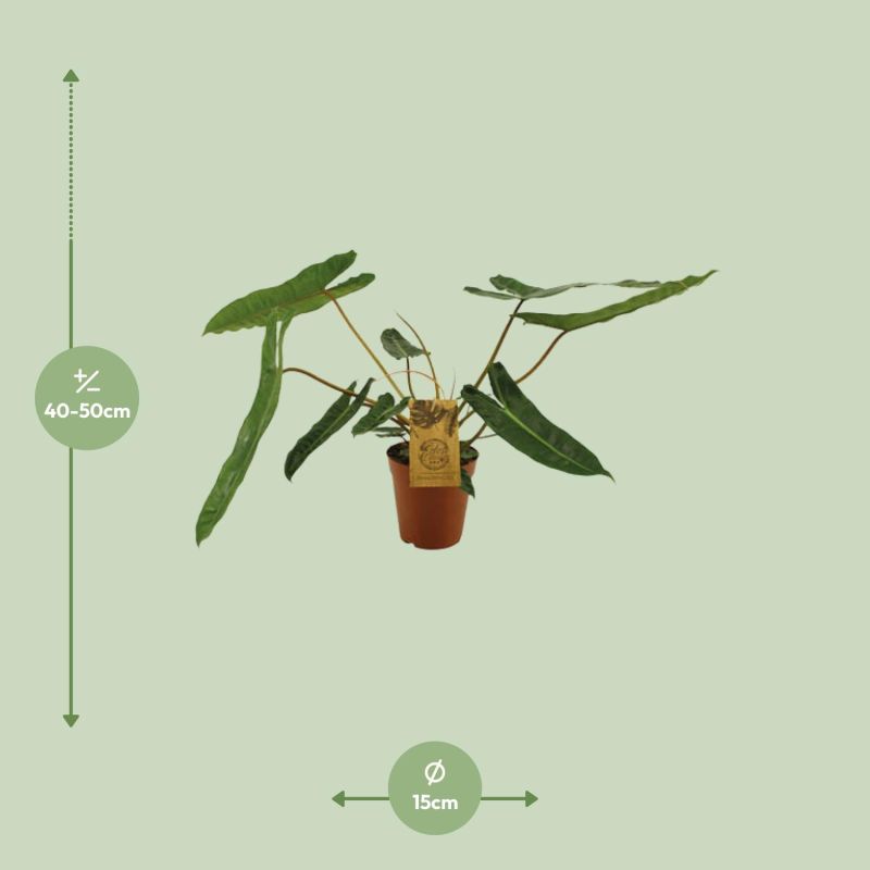 Philodendron Billetiae