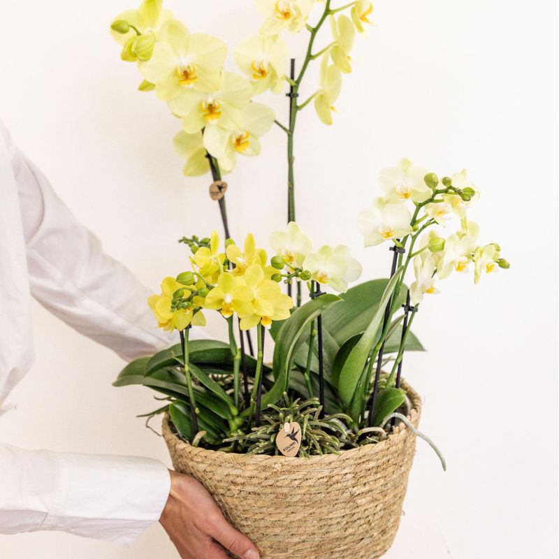 Orchideeënmand Katoen geel