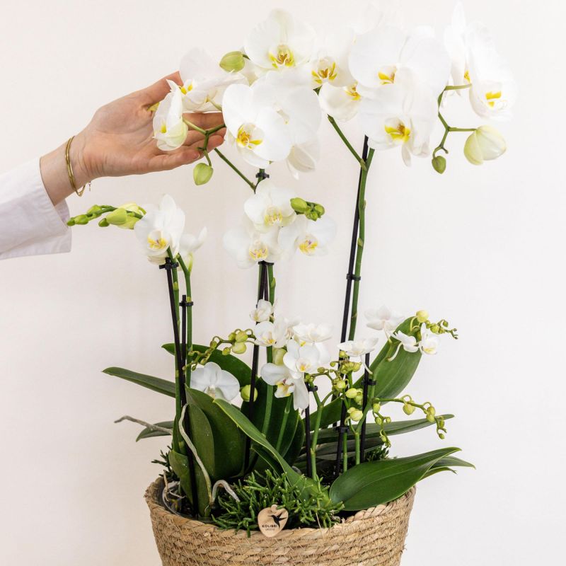 Orchideeënmand Katoen wit
