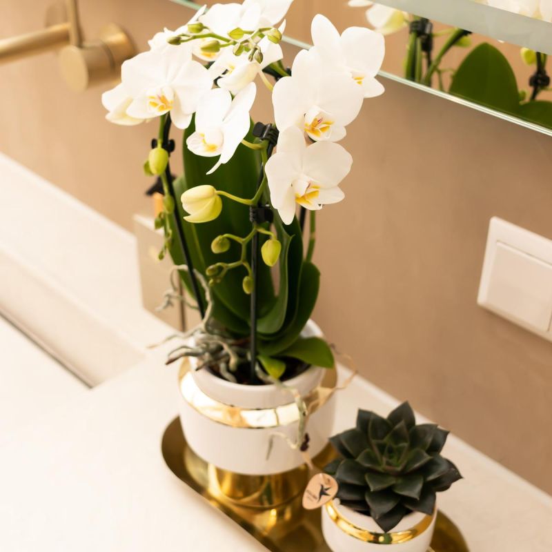 Planten Duo in Luxueus goud