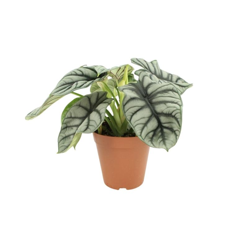 Alocasia Silver Dragon