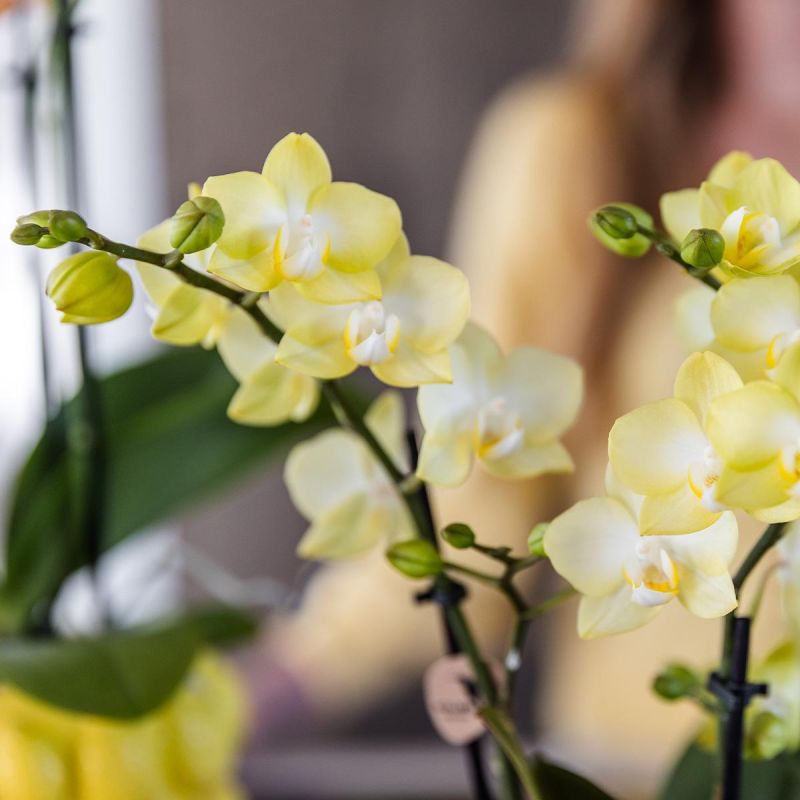 Orchidee in Citroen geel